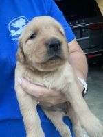 Golden Retriever Puppies for sale in Branchville, South Carolina. price: $1,200
