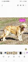 Golden Retriever Puppies for sale in Woodleaf, North Carolina. price: $900