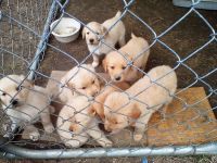 Golden Retriever Puppies for sale in Readsboro, VT 05350, USA. price: $1,200