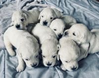 Golden Retriever Puppies for sale in Camp Douglas, WI, USA. price: $2,000