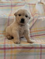 Golden Retriever Puppies for sale in Raymond, MS 39154, USA. price: $1,500