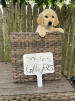 Golden Retriever Puppies for sale in Akron, OH, USA. price: $750