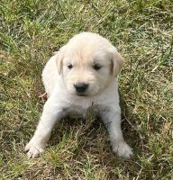 Golden Retriever Puppies for sale in Austin, KY 42123, USA. price: $850