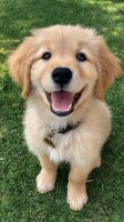 Golden Retriever Puppies for sale in Los Angeles, CA, USA. price: $700