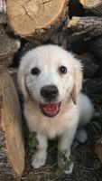 Golden Retriever Puppies for sale in Salt Lake City, UT 84101, USA. price: NA