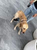 Golden Retriever Puppies for sale in Madinat Hind 4 - Damac Hills - Dubai - United Arab Emirates. price: 1,700 AED