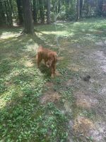 Golden Retriever Puppies for sale in Durham, NC, USA. price: $500