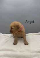 Goldenretreiver puppy