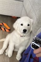 Golden Retriever Puppies for sale in 2901 Auburn Way S, Auburn, WA 98092, USA. price: $3,000