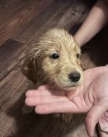 Golden Retriever Puppies for sale in Houston, TX, USA. price: $800