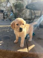 Golden Retriever Puppies for sale in Santee, CA 92071, USA. price: $1,100
