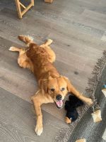 Golden Retriever Puppies for sale in San Diego, CA 92108, USA. price: $100