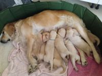 Golden Retriever Puppies for sale in Los Angeles, CA, USA. price: $800
