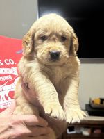 Golden Retriever Puppies for sale in Temple, TX, USA. price: NA