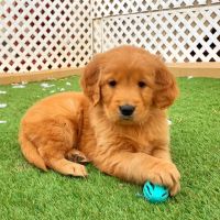 Golden Retriever Puppies for sale in Indianapolis, IN, USA. price: $500