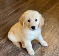 Golden Retriever Puppies for sale in Poznań, Poland. price: 800 PLN