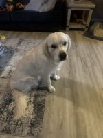 Golden Retriever Puppies for sale in Colorado Springs, CO 80925, USA. price: $3,000