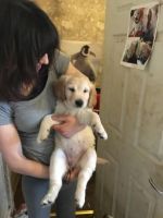 Golden Retriever Puppies for sale in Greater London, UK. price: 200 GBP