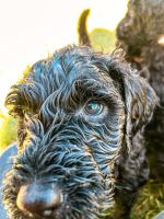 Healthy F1B Goldendoodles