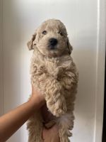 Mini golden doodle puppies for sale !