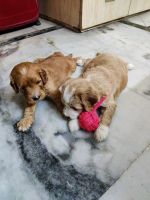 Goldendoodle Puppies for sale in Ghaziabad, Uttar Pradesh, India. price: 40,000 INR