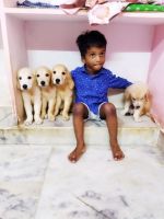 Goldendoodle Puppies for sale in Vijayawada, Andhra Pradesh, India. price: 40,000 INR