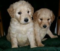 Goldendoodle Puppies for sale in Castle Rock, CO, USA. price: $800