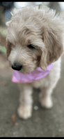 Goldendoodle Puppies for sale in Anderson, SC, USA. price: $800