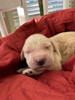 Goldendoodle Puppies for sale in Macon, GA, USA. price: $1,000