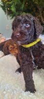 Goldendoodle Puppies for sale in Toccoa, GA, USA. price: $1,000