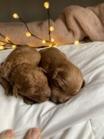 Goldendoodle Puppies Photos