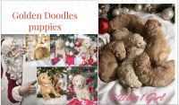 Goldendoodle Puppies for sale in Lithia, FL, USA. price: $1,000