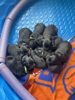 Goldendoodle Puppies for sale in Emmett, Idaho. price: $500