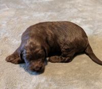 Goldendoodle Puppies for sale in Pittsgrove, NJ 08318, USA. price: $1,600