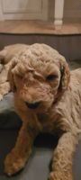 Goldendoodle Puppies for sale in 3125 Zimmerman St, White Pine, TN 37890, USA. price: $1,500