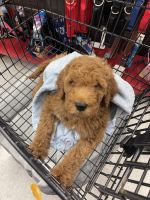 Goldendoodle Puppies for sale in Allentown, Pennsylvania. price: $1,000