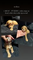 Goldendoodle Puppies for sale in Wilmington, Delaware. price: $650