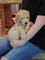 Goldendoodle Puppies for sale in Fayetteville, Arkansas. price: $800