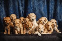 Goldendoodle Puppies for sale in Cape Coral, Florida. price: $2,000