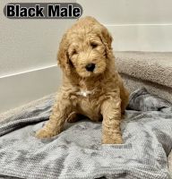 Goldendoodle Puppies for sale in Orlando, Florida. price: $1,300