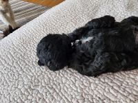 Goldendoodle Puppies for sale in Dover, Delaware. price: $1,000
