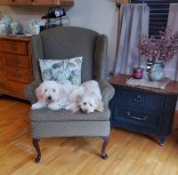 Goldendoodle Puppies for sale in Hubbardston, MA 01452, USA. price: $2,300