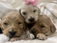Goldendoodle Puppies for sale in Rexburg, Idaho. price: $1,500