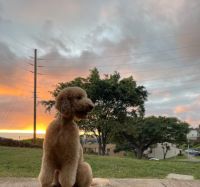Goldendoodle Puppies for sale in Honolulu, Hawaii. price: $2,600
