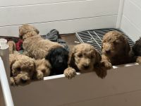 Goldendoodle Puppies for sale in Seattle, Washington. price: $2,500