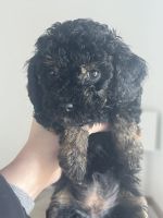 Goldendoodle Puppies for sale in Washington Court House, Ohio. price: NA