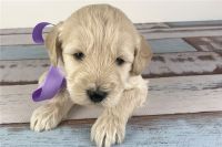 Goldendoodle Puppies for sale in Birmingham, Alabama. price: NA