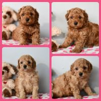 Goldendoodle Puppies for sale in Los Angeles, California. price: $1,500
