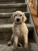 Goldendoodle Puppies for sale in Boise, Idaho. price: NA