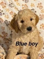 Goldendoodle Puppies for sale in Newburgh, Indiana. price: $1,000